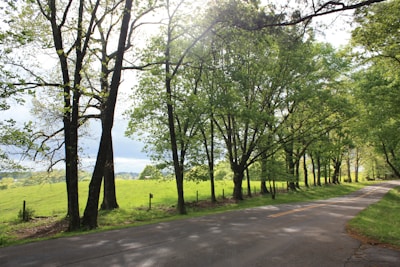 A serene country road within the lotes campestres area, surrounded by greenery.