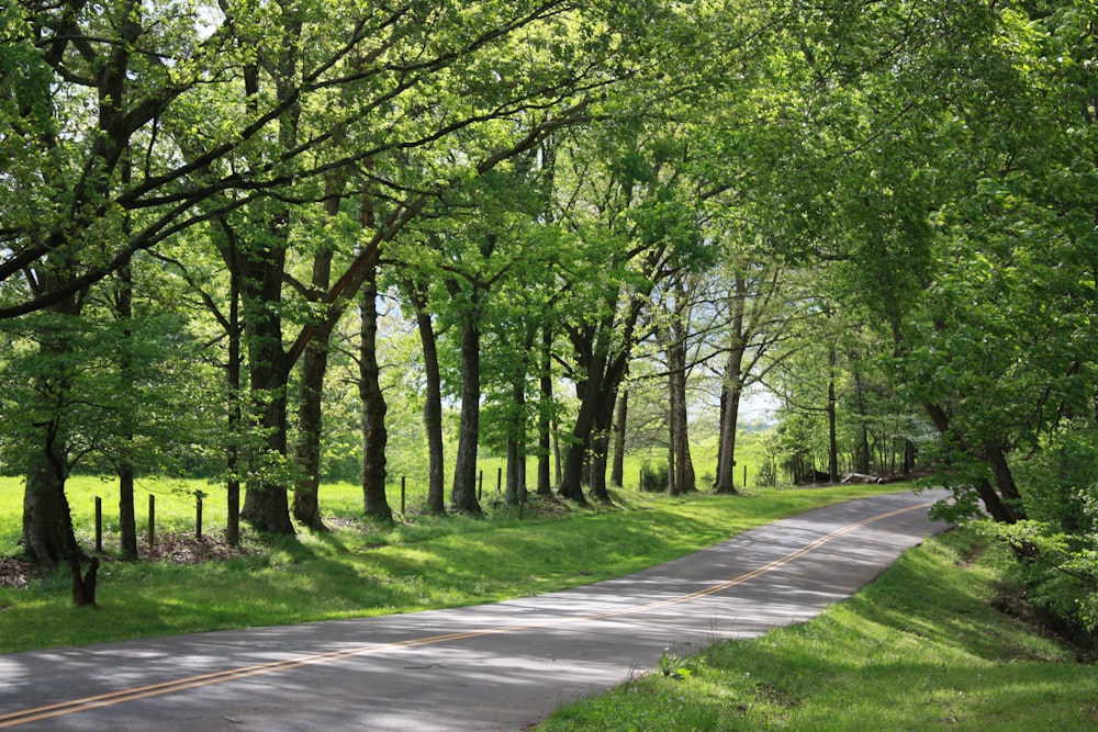 gray concrete road between green trees during daytime