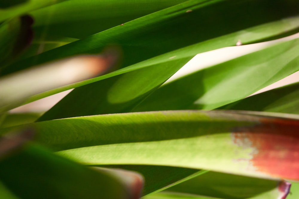 green leaf plant in close up photography