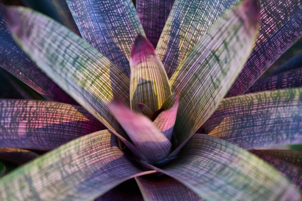 green and purple leaf plant