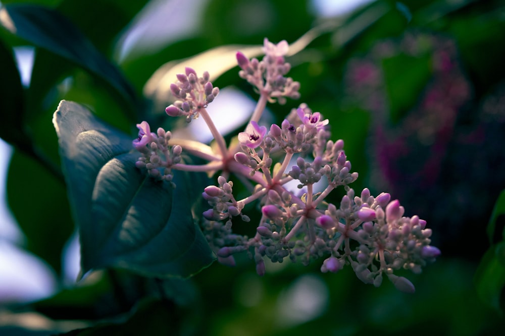 pink and white flowers in tilt shift lens