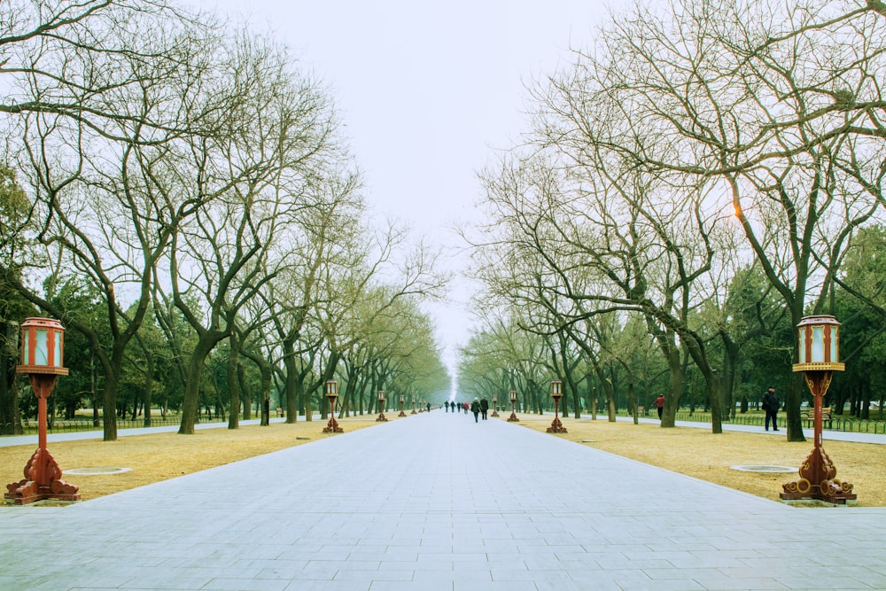 gray concrete pathway between green trees during daytime