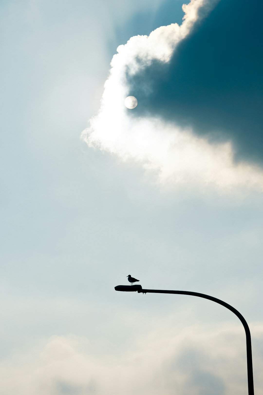 black bird on black metal pole under blue sky during daytime