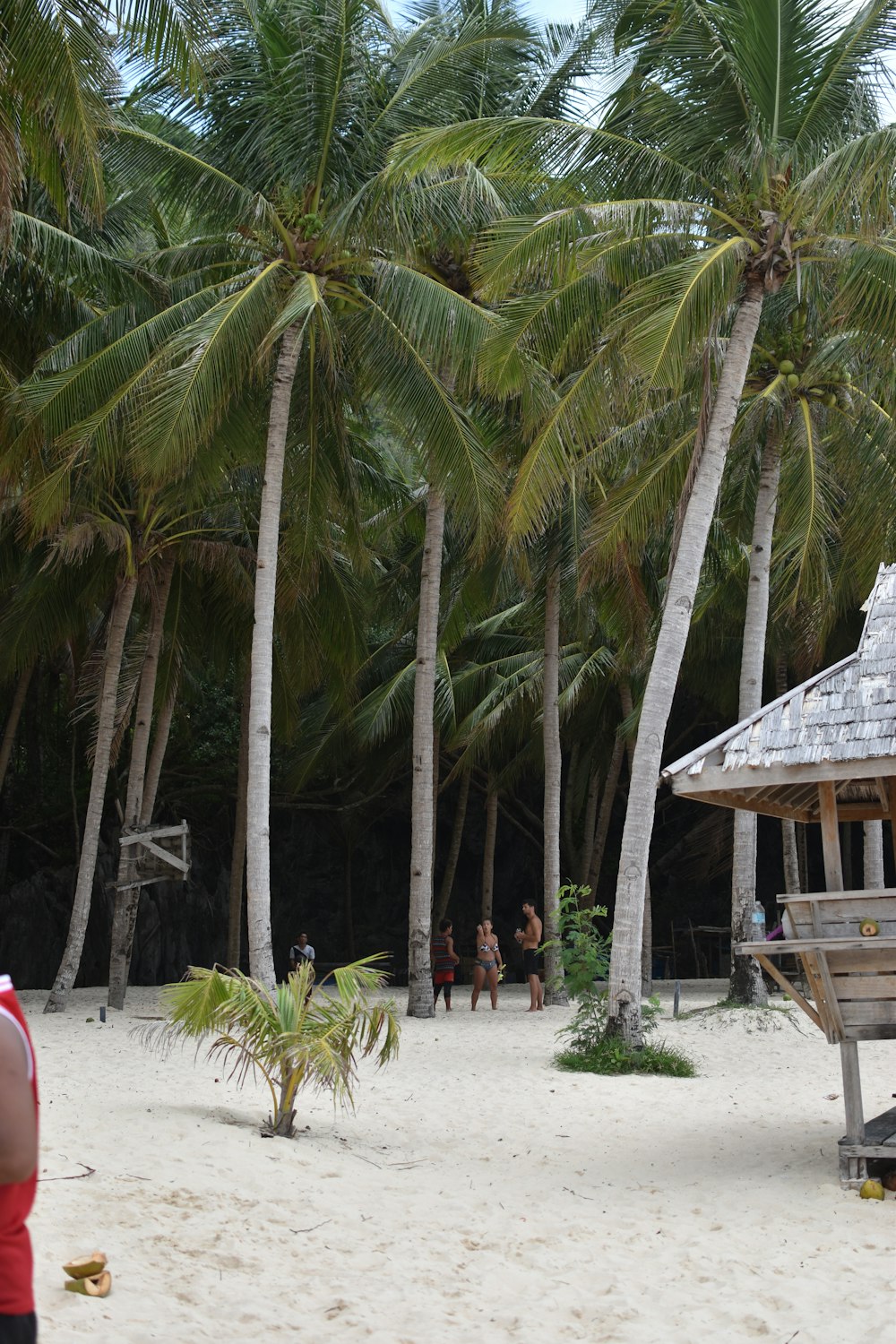 people sitting on brown wooden bench near palm trees during daytime