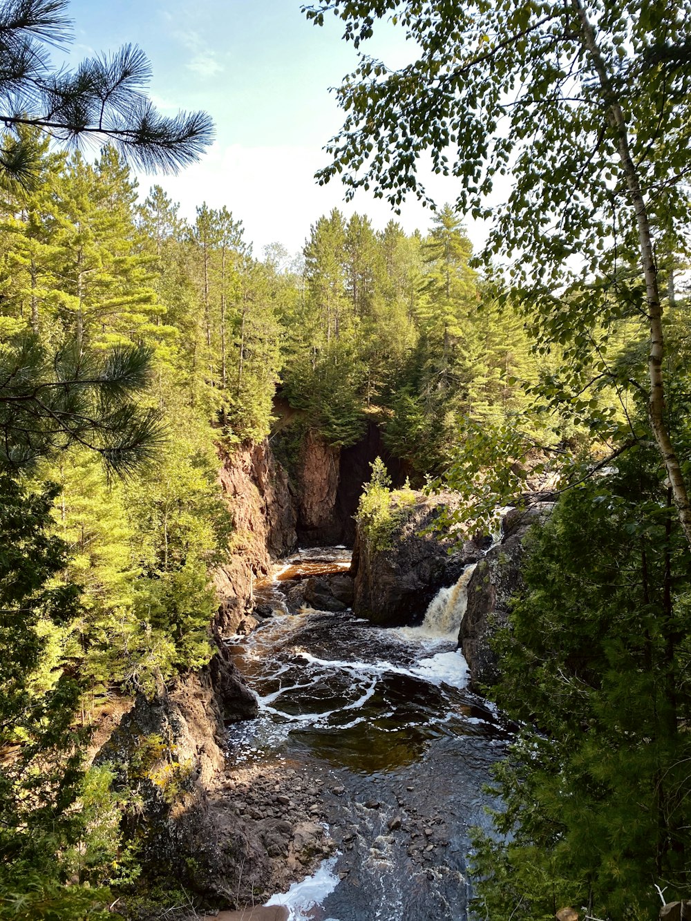 green trees beside river under blue sky during daytime