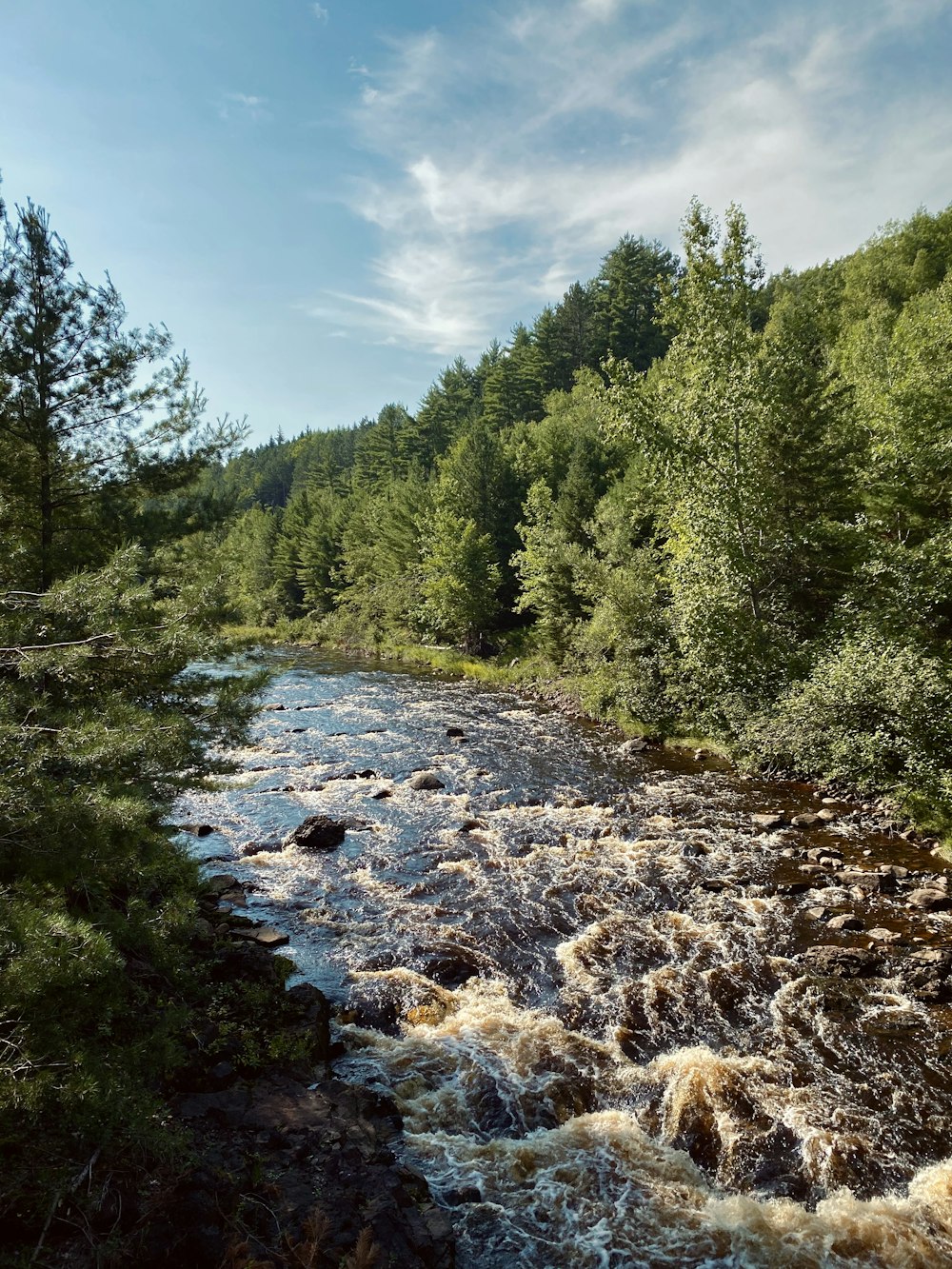 green trees beside river under blue sky during daytime