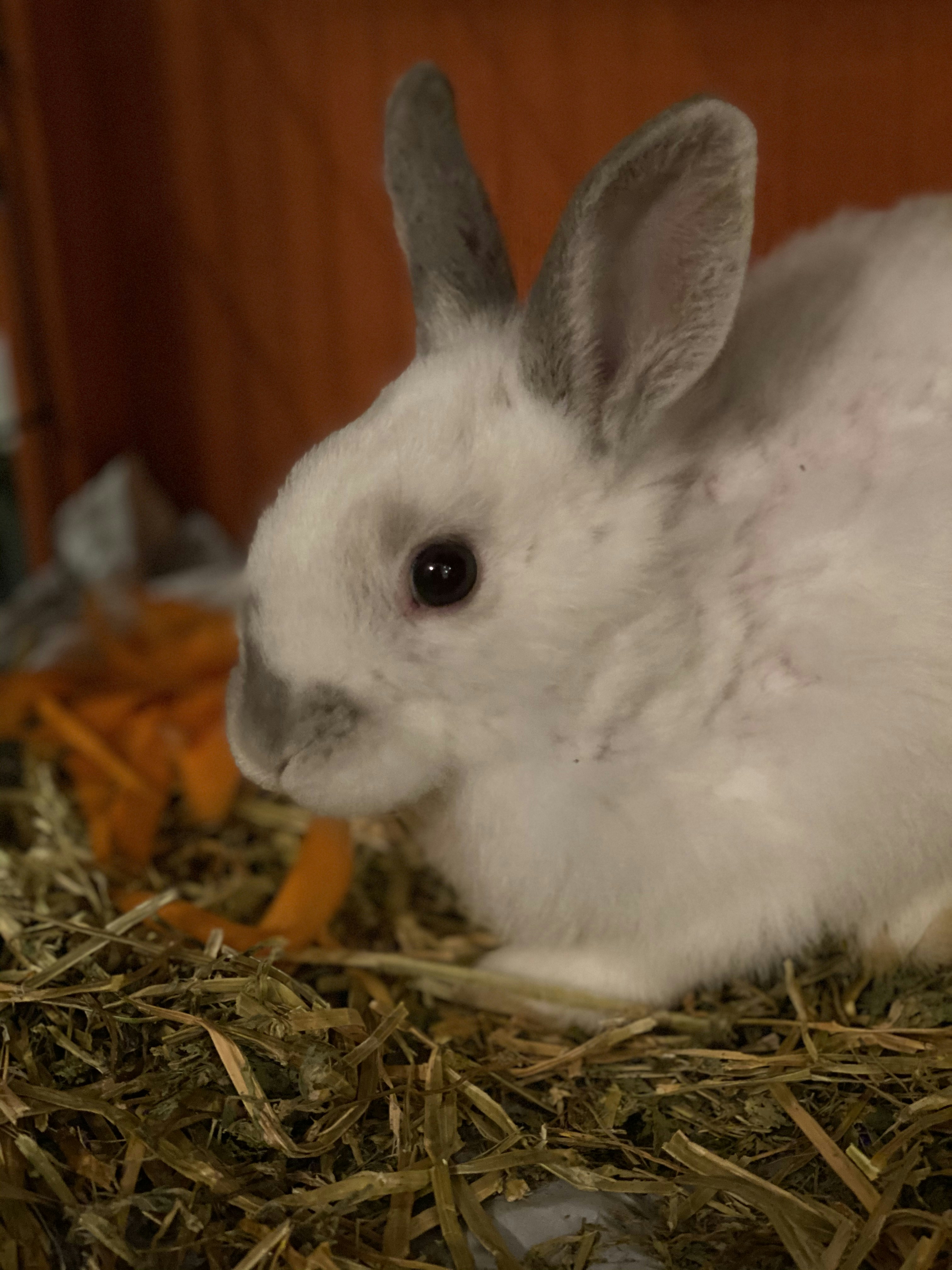 Rabbit outdoors on grass