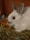 A white rabbit with gray-tipped ears sits on a bed of hay and straw in its hutch. Its dark, round eyes stand out against its soft fur. Behind the rabbit, orange carrot slices are scattered on the hay.