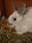 A white rabbit with gray-tipped ears sits on a bed of hay and straw in its hutch. Its dark, round eyes stand out against its soft fur. Behind the rabbit, orange carrot slices are scattered on the hay.