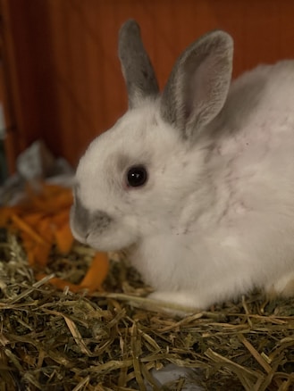 A white rabbit with gray-tipped ears sits on a bed of hay and straw in its hutch. Its dark, round eyes stand out against its soft fur. Behind the rabbit, orange carrot slices are scattered on the hay.