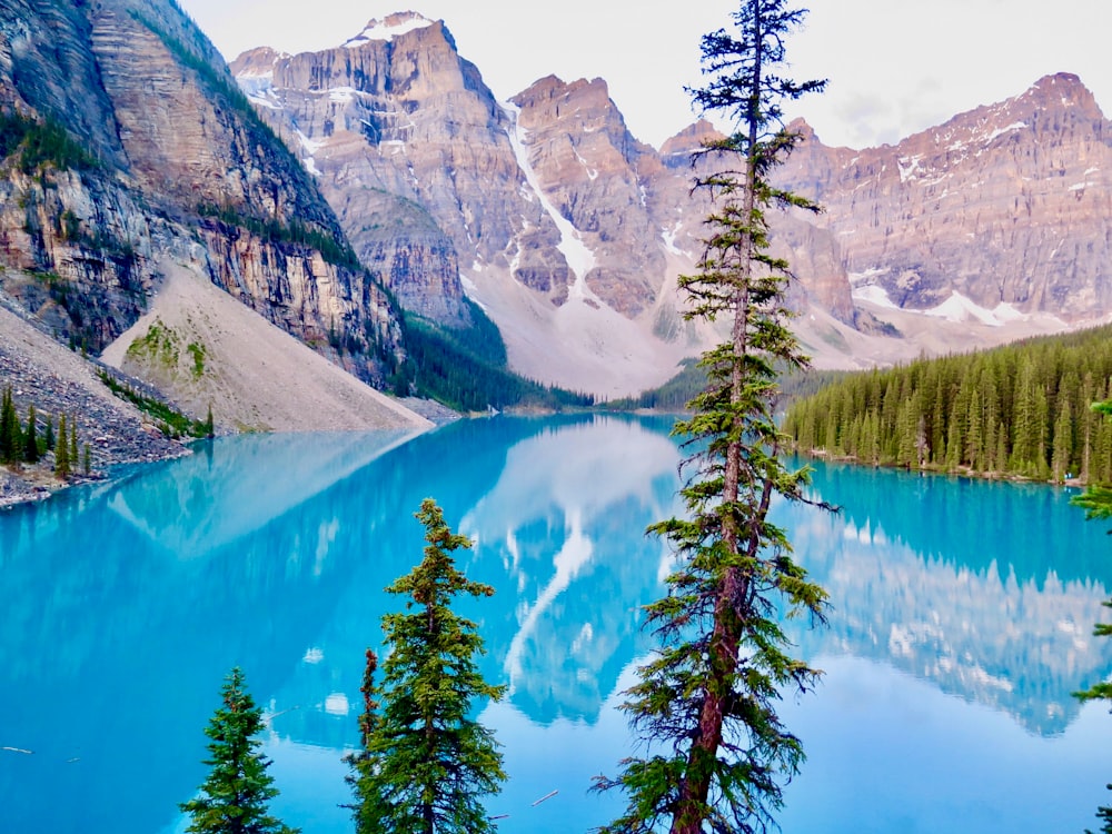 green pine trees near lake and mountain