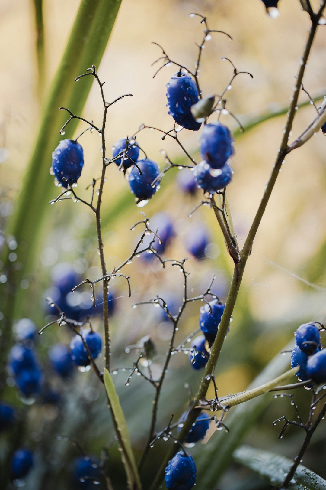 blue flowers on brown stem