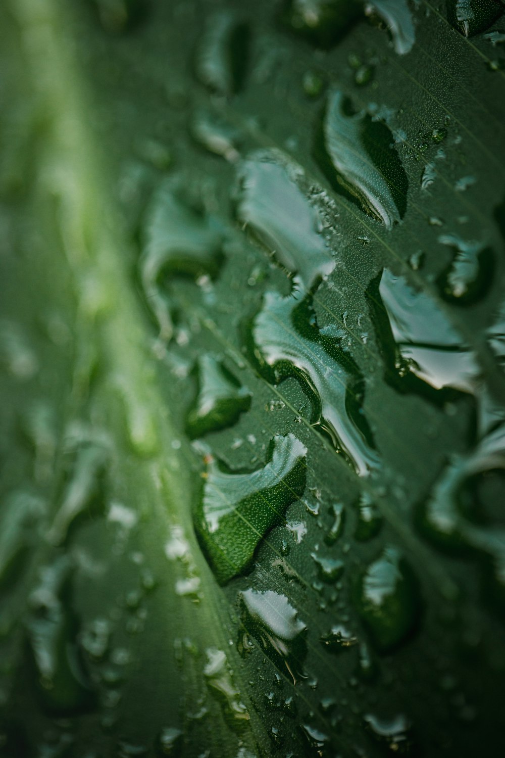 water droplets on green leaf