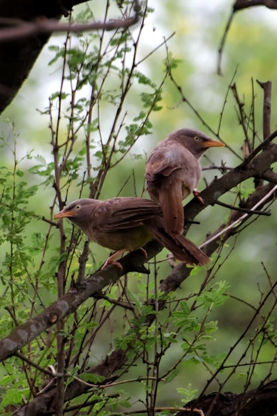 brown bird on tree branch during daytime