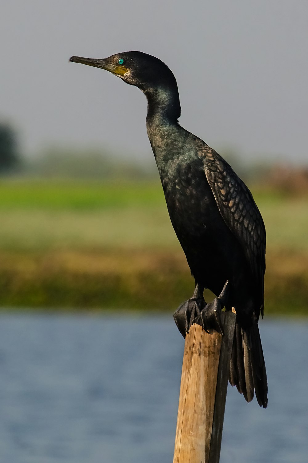 uccello nero su bastone di legno marrone