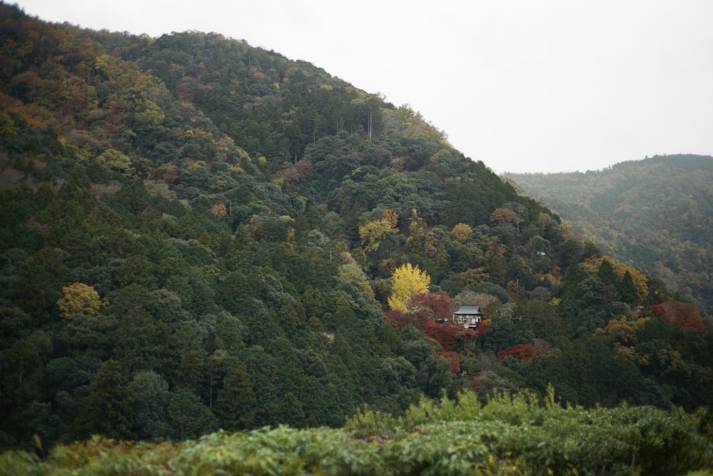 green trees on mountain during daytime