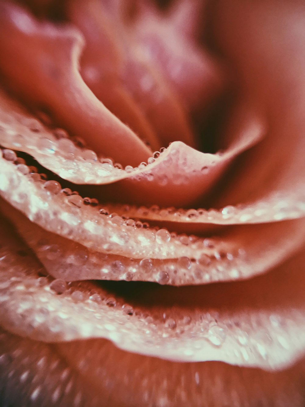 pink rose in close up photography