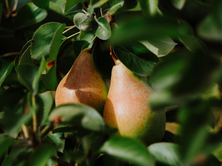 Two pears in a pear tree. Not pictured: partridge. Photo by Daria Shatova / Unsplash