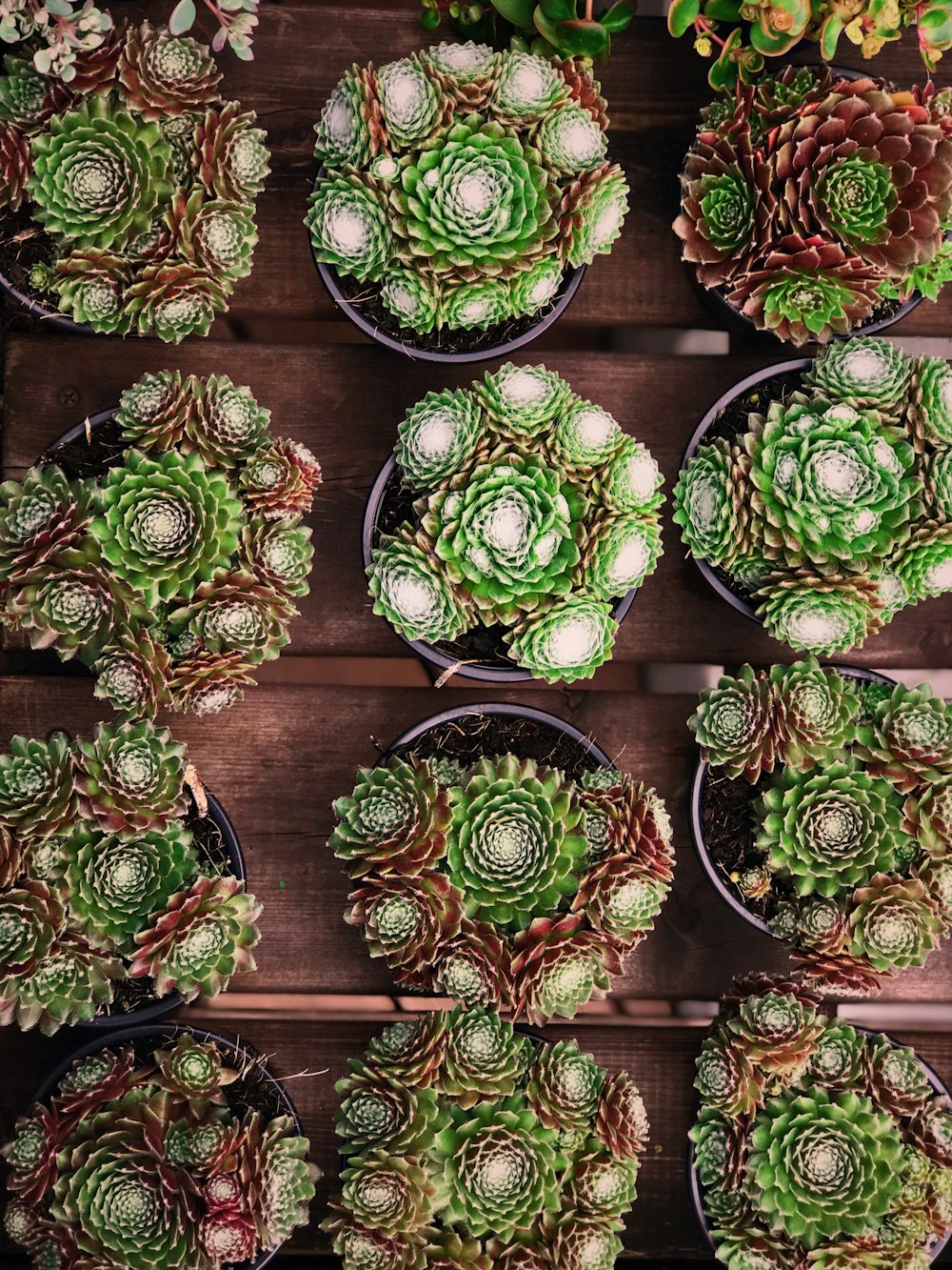 green and white ceramic plates