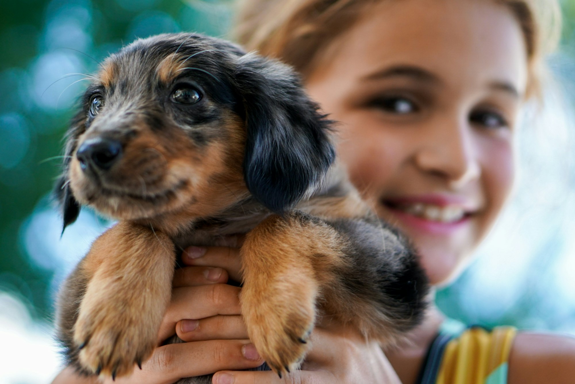 black and tan short coat puppy