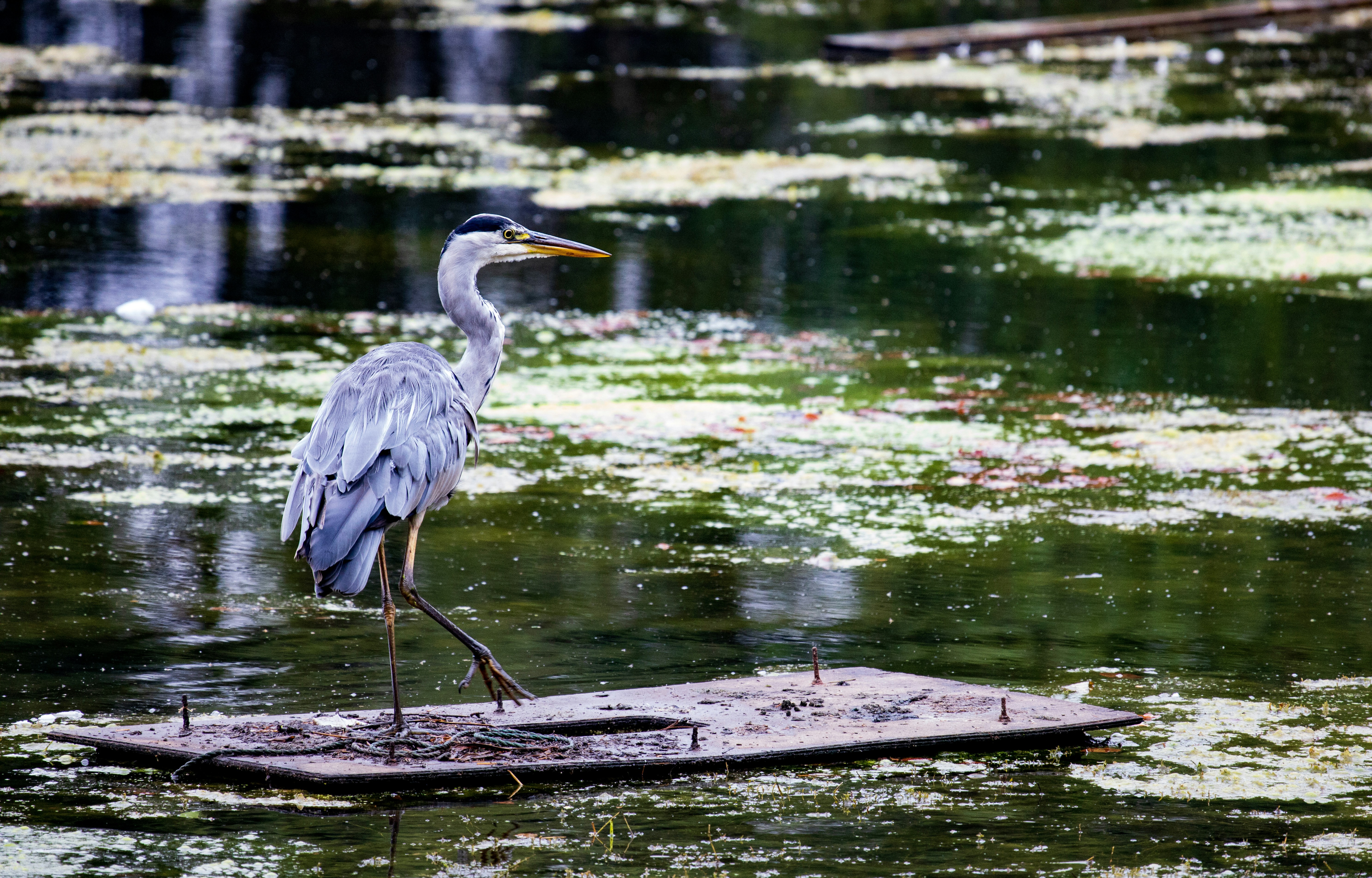 Photo by grievek1610begur
