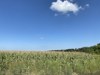 Aerial view of a cornfield under a clear blue sky.
