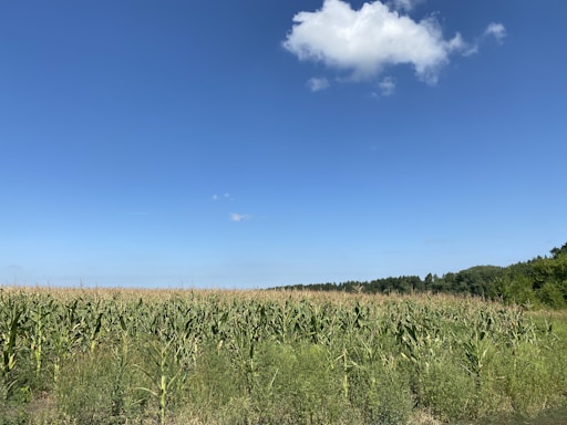 Aerial view of a cornfield under a clear blue sky.