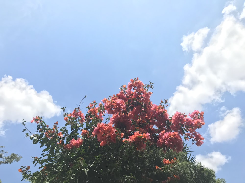 red flowers with green leaves under blue sky