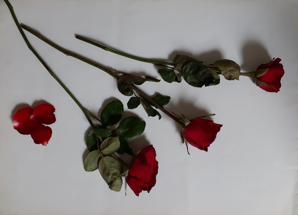 red rose on white wall