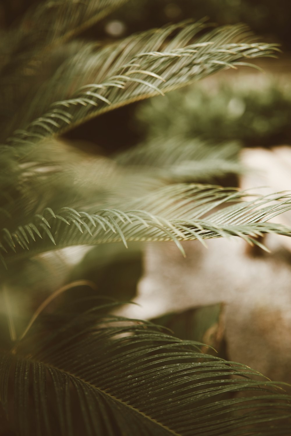 green plant in close up photography