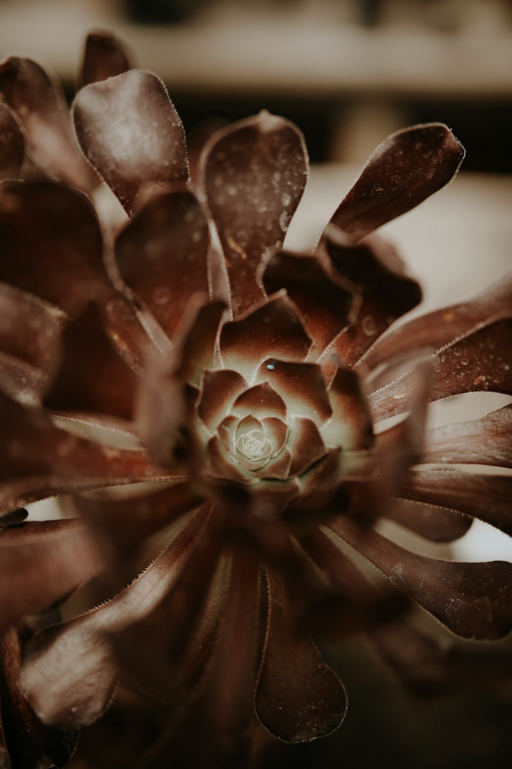 brown and white flower in macro shot