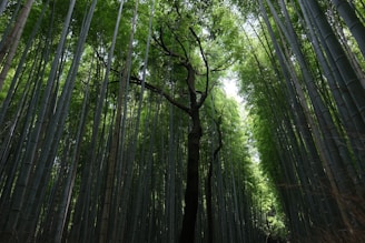 A lush bamboo forest with tall, slender bamboo stalks reaching high toward the sky. Sunlight filters through the dense canopy, casting soft shadows on the ground. In the center, a tree with a twisted trunk stands prominently, contrasting with the straight bamboo around it.