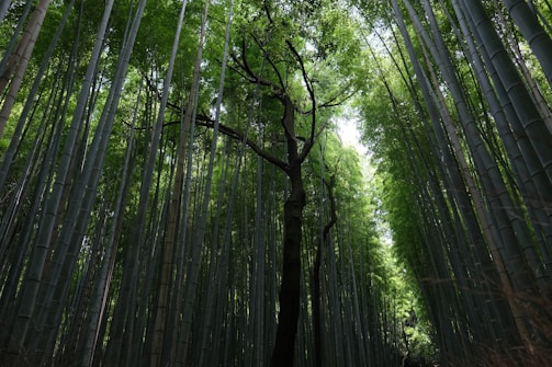 A lush bamboo forest with tall, slender bamboo stalks reaching high toward the sky. Sunlight filters through the dense canopy, casting soft shadows on the ground. In the center, a tree with a twisted trunk stands prominently, contrasting with the straight bamboo around it.