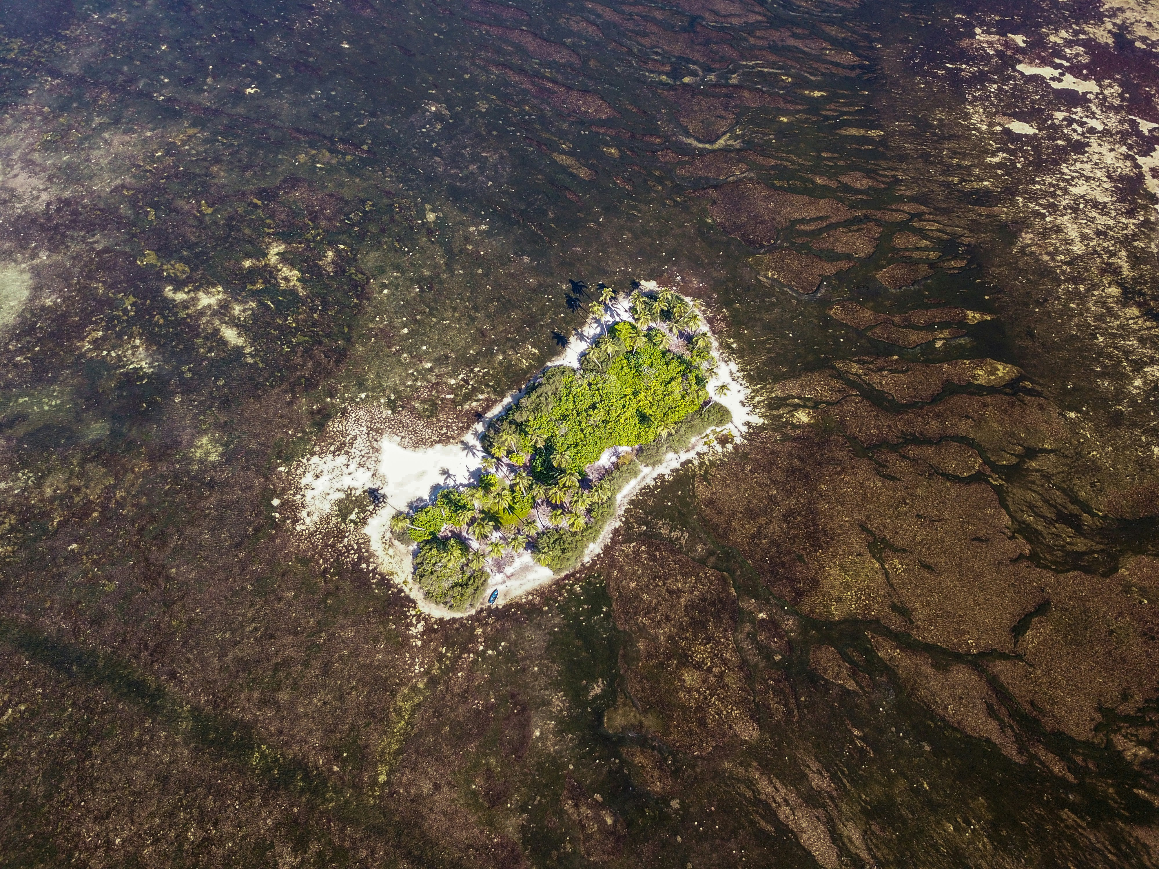 aerial view of green trees on brown rocky mountain during daytime