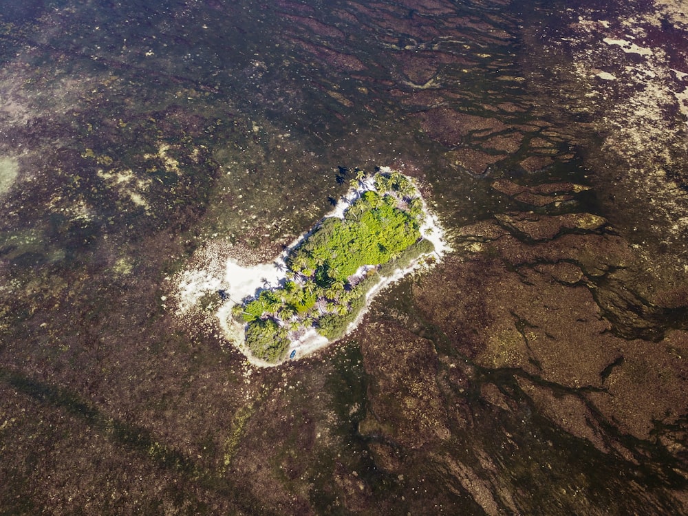 aerial view of green trees on brown rocky mountain during daytime