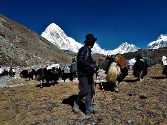 man in black jacket and blue denim jeans standing on brown field with dogs during daytime in Pumori Nepal