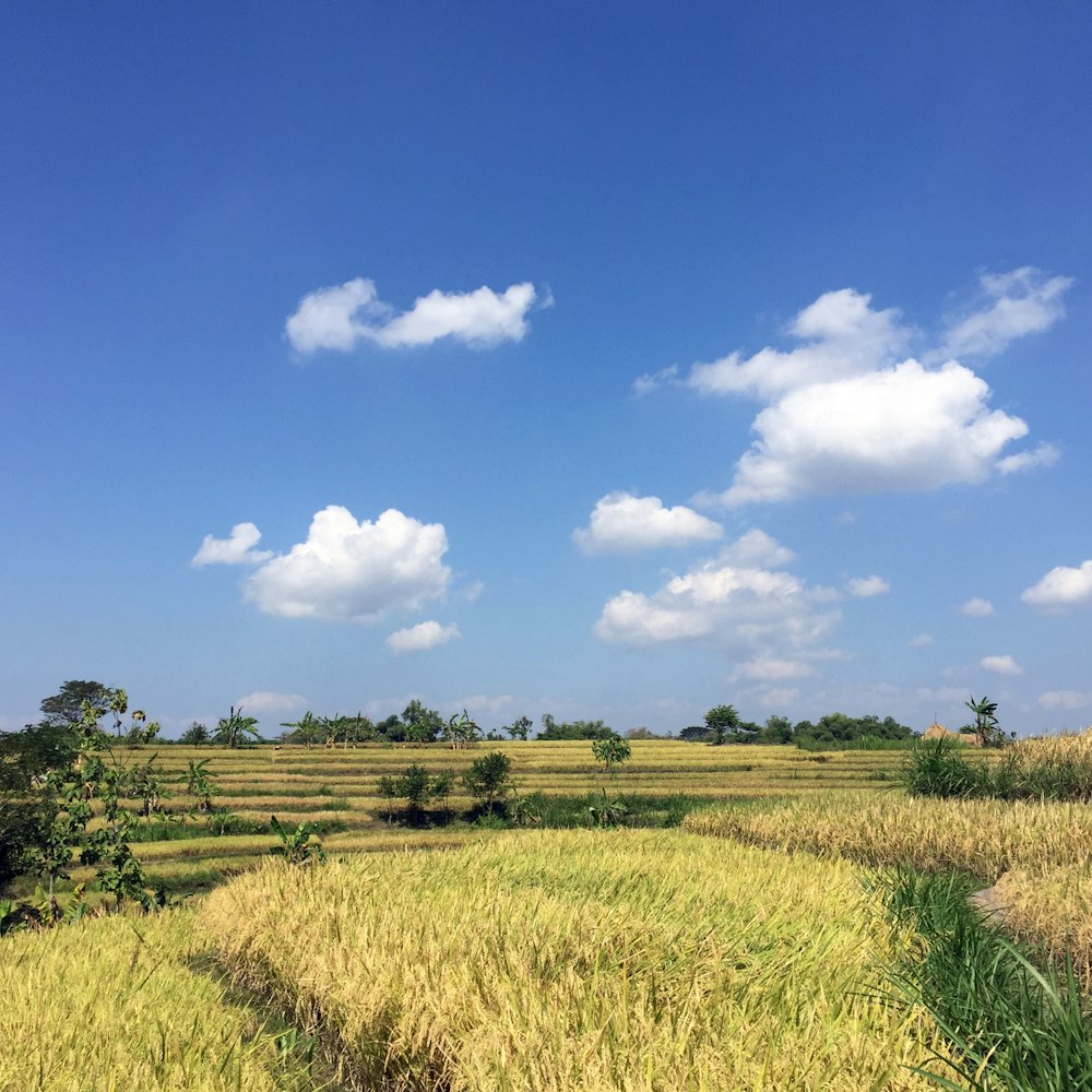 green grass field under blue sky during daytime