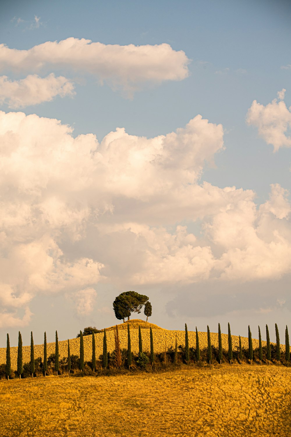 green trees under white clouds during daytime