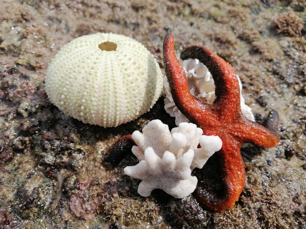 white and red starfish beside white and red starfish