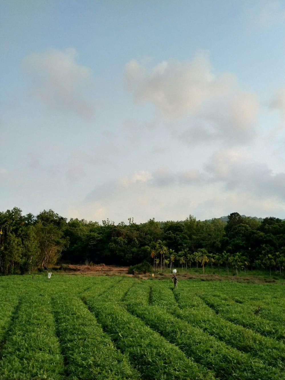 green grass field under cloudy sky during daytime