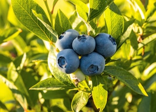 blue round fruits on green leaves