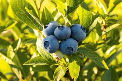 blue round fruits on green leaves blueberry teams background