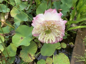 A blooming lotus flower with pink-tipped petals and a detailed green seed pod center is surrounded by lush lily pads and leaves. Water can be seen beneath the leaves, and there are hints of wooden planks to one side, suggesting a pond environment.