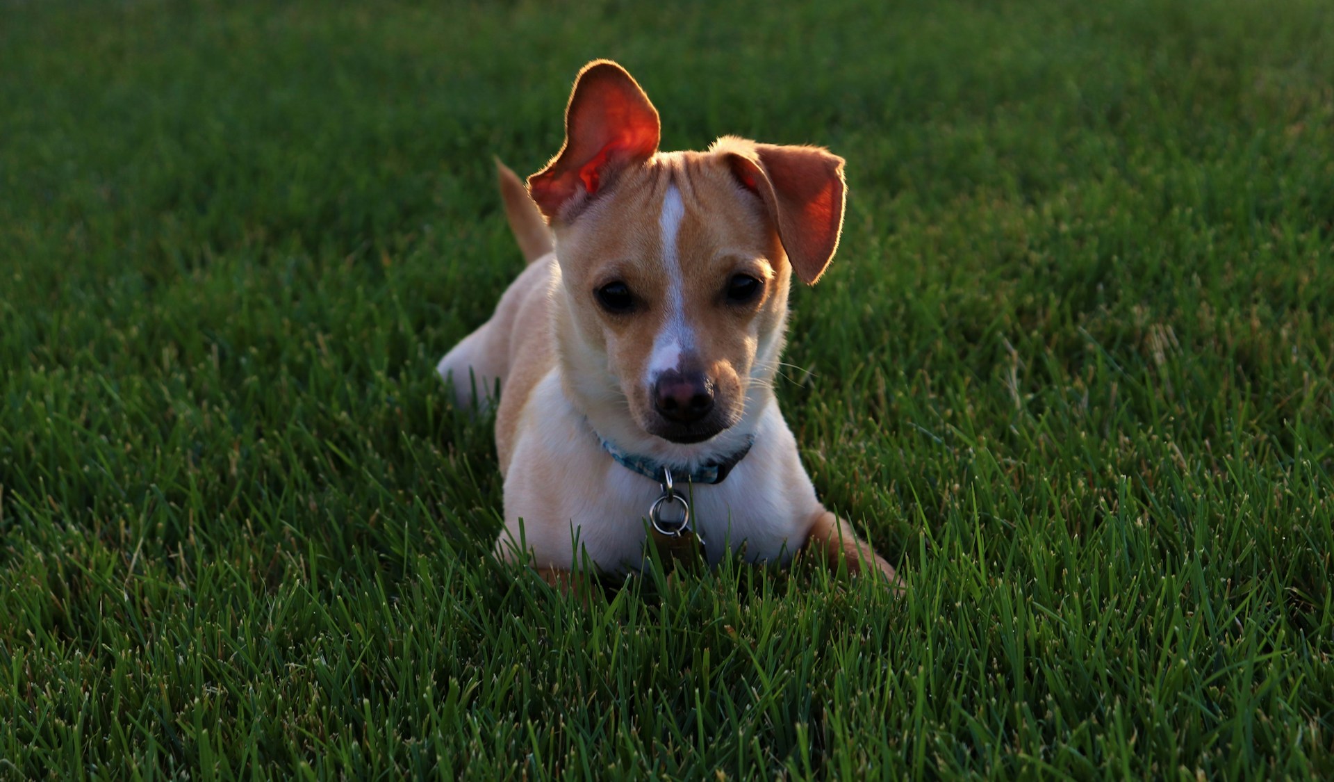white and brown short coated dog on green grass field during daytime