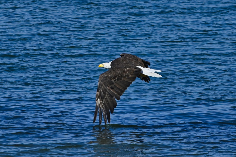 black and white eagle flying over blue sea during daytime