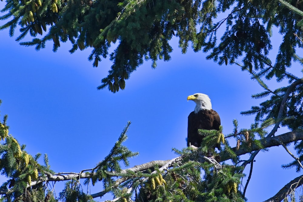bald eagle on tree branch during daytime