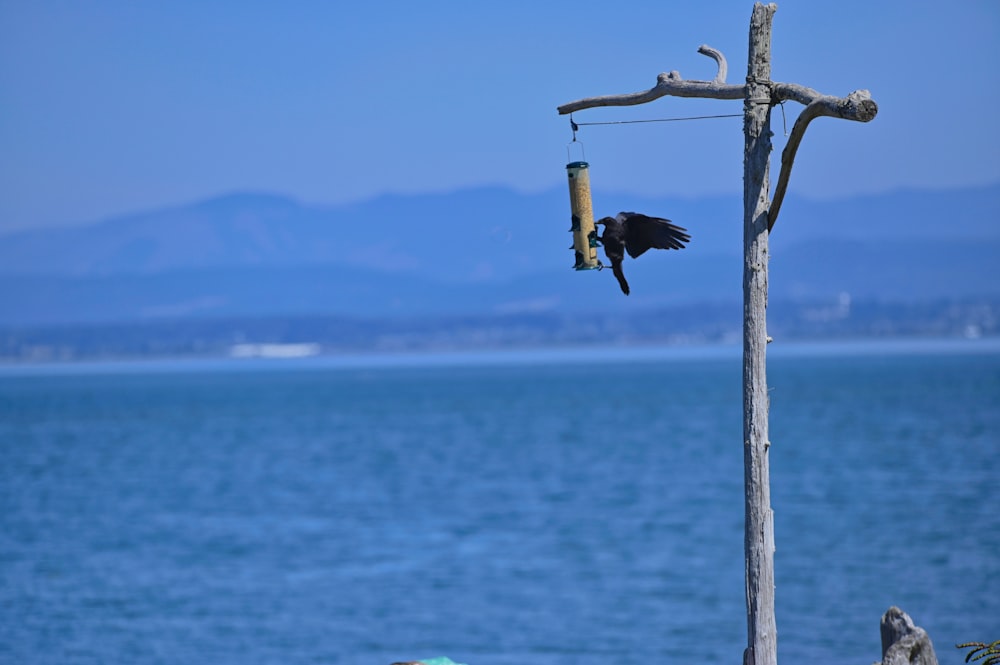 black bird on tree branch during daytime