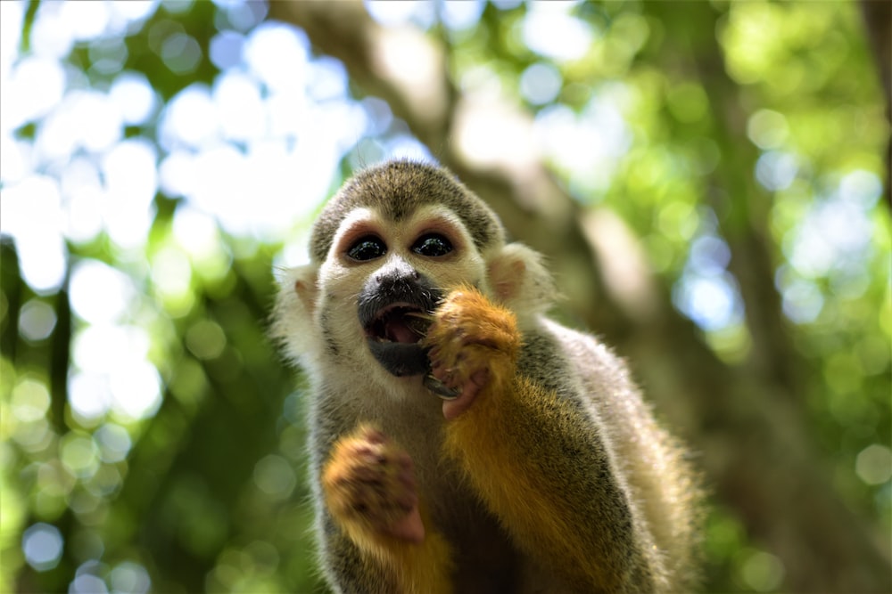 singe brun et blanc sur une branche d’arbre pendant la journée