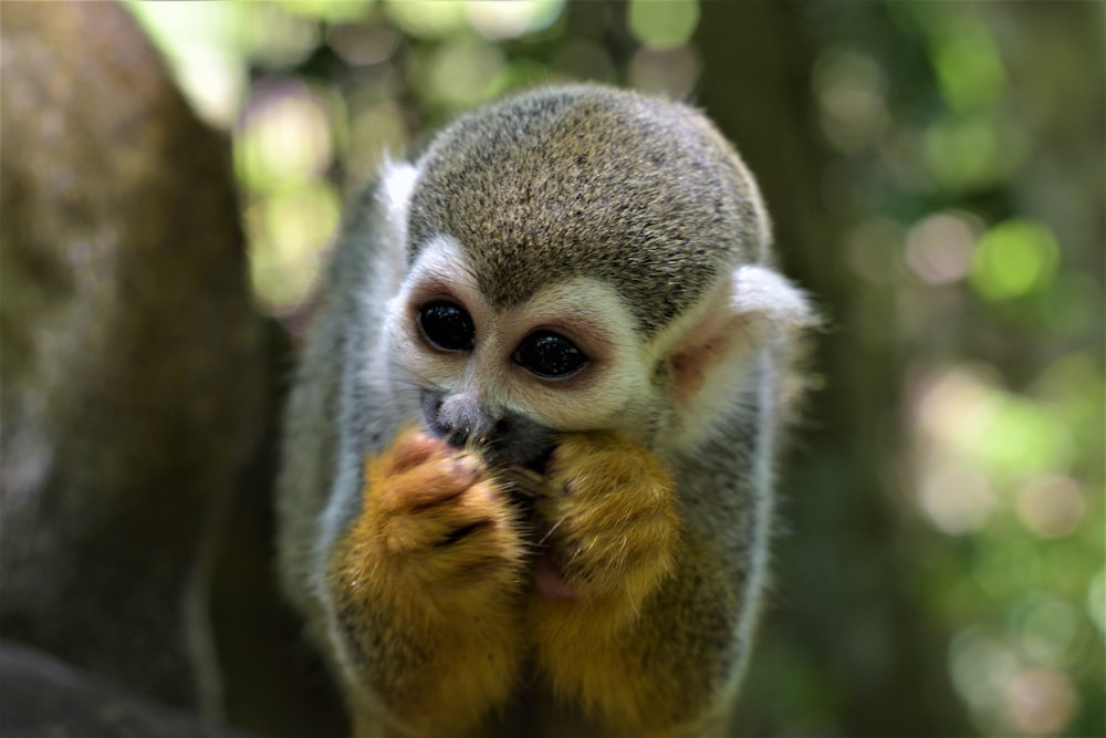 brown and gray monkey on tree branch