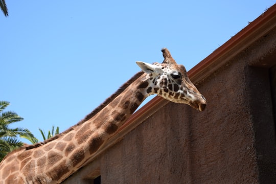 giraffe standing on brown wooden fence during daytime in Adelaide Zoo Australia